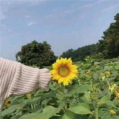 仙灵幻想手机版下载